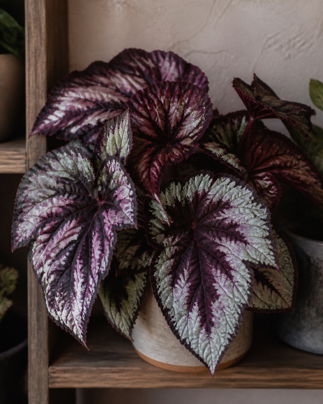 Rex begonia with patterned leaves