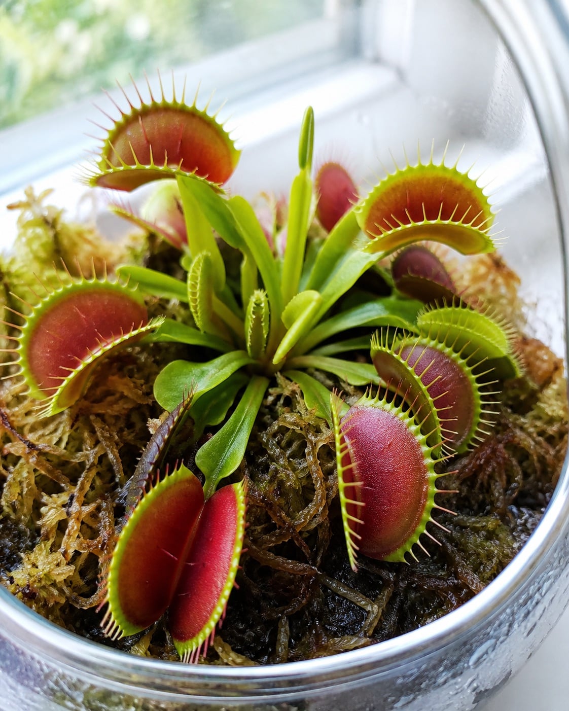 Venus flytrap in a glass terrarium