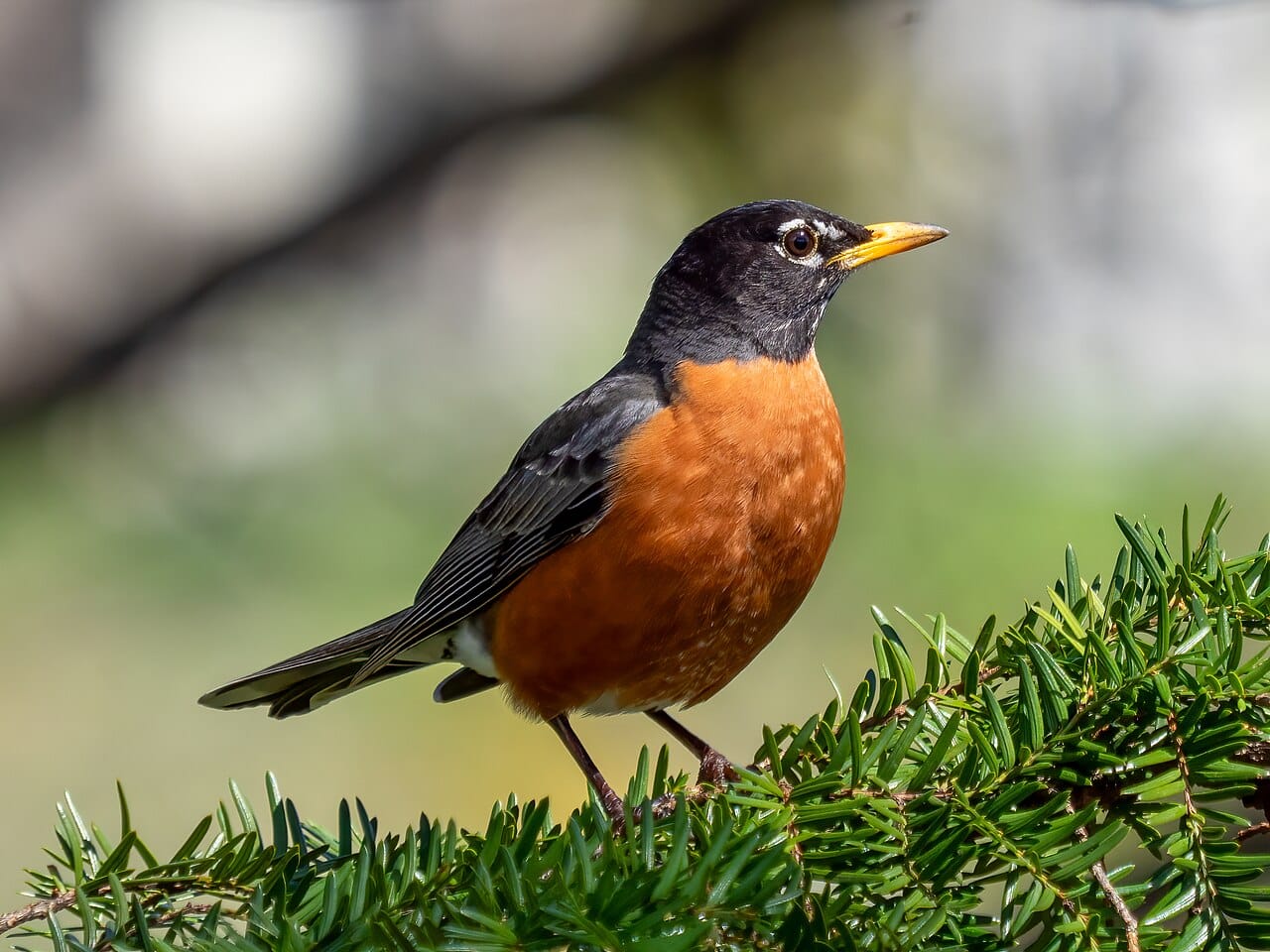 American robin perched on an evergreen branch with its orange breast visible