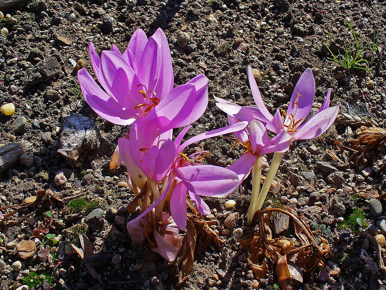 Group of purple-pink autumn crocus flowers growing close to the ground