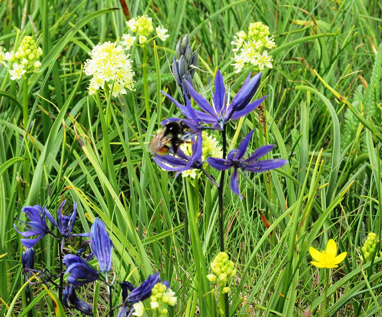 Blue camas and cream-colored death camas flowering together in the same patch