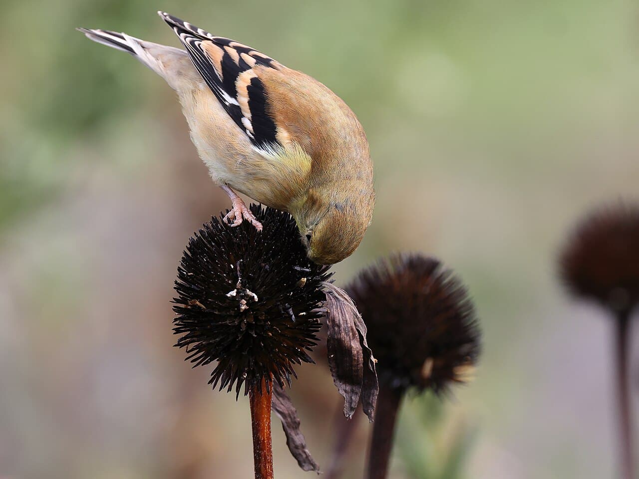 American goldfinch feeding on seeds in a purple coneflower seed head