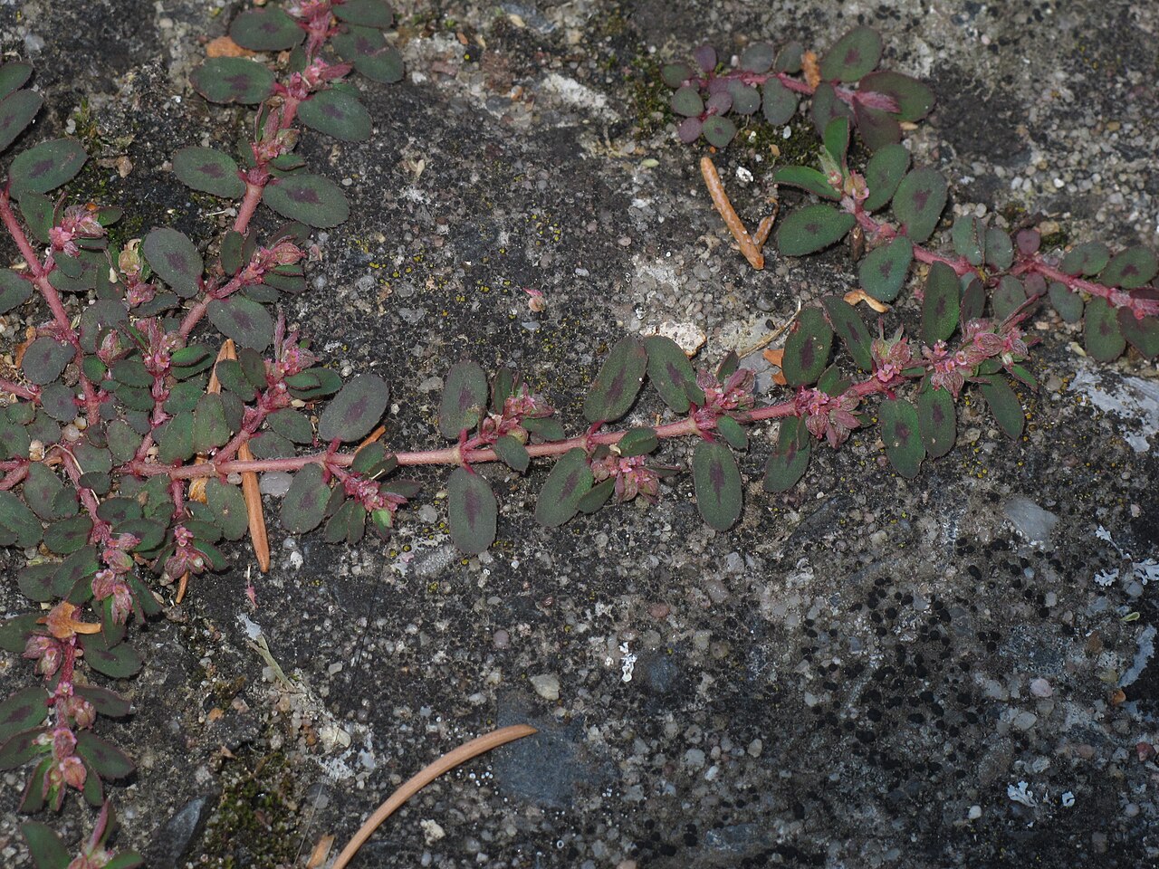 Spotted spurge spreading close to the ground with red stems and small marked leaves