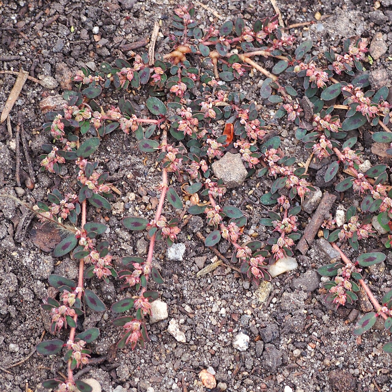 Wide mat of spotted spurge showing reddish branching stems and oval leaves with dark spots