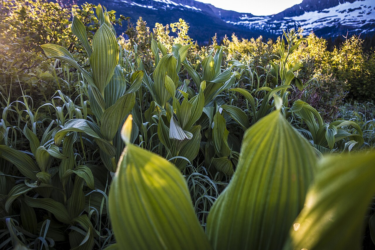 Dense patch of false hellebore with broad deeply pleated green leaves