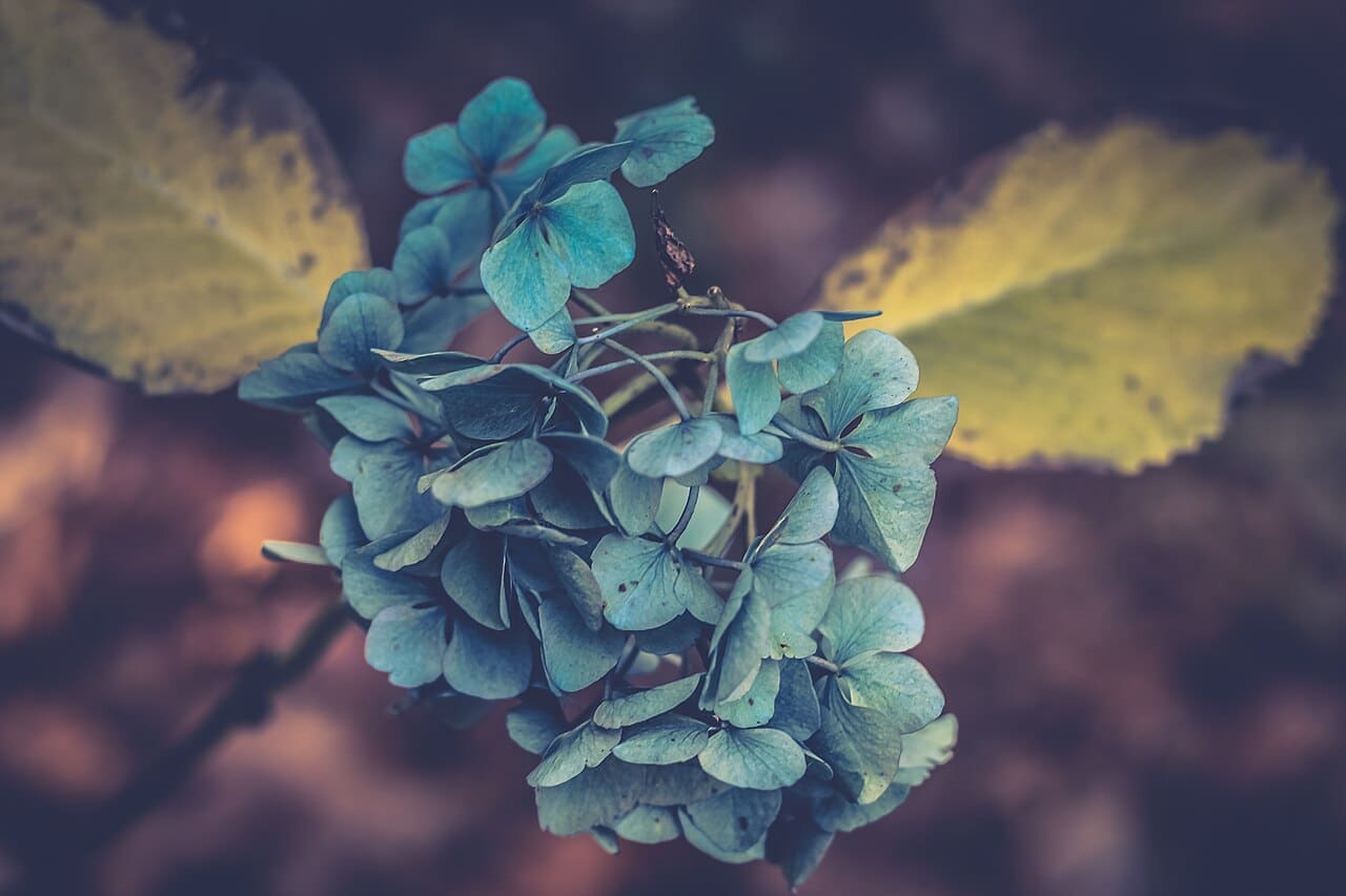 Close-up of a blue hydrangea flower surrounded by drooping yellow leaves