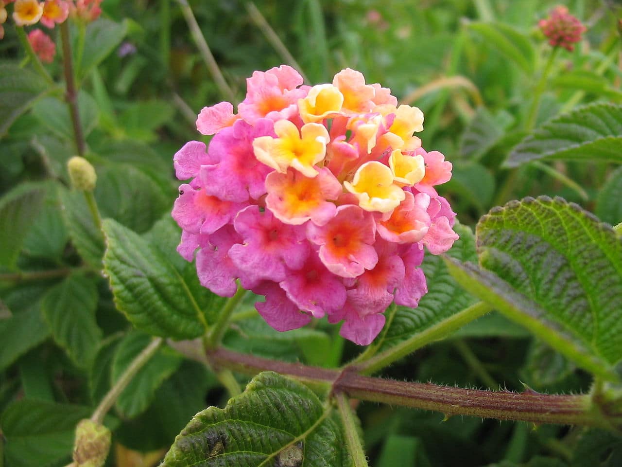 A round cluster of pink, peach, and yellow lantana flowers surrounded by textured green leaves