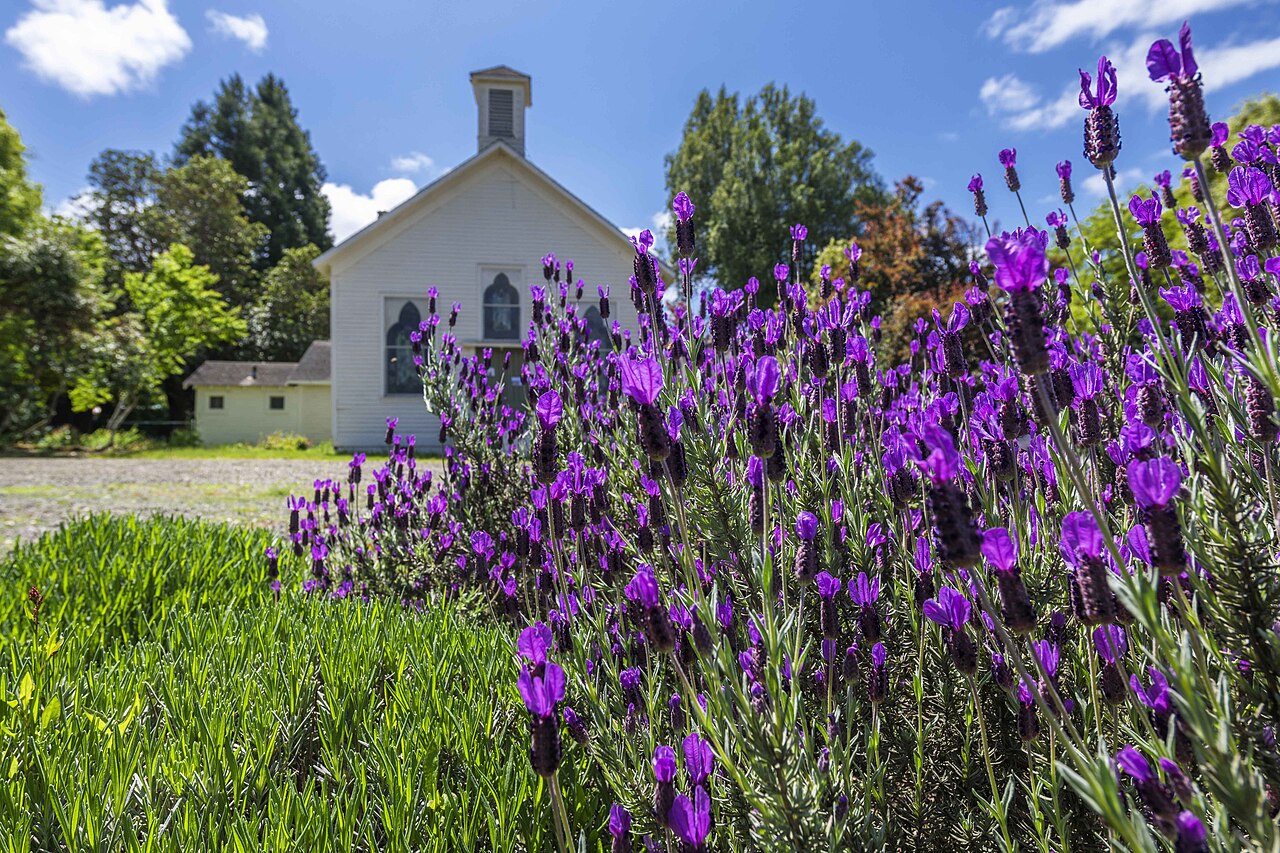 Low rows of purple lavender edging a lawn beside a white building in California
