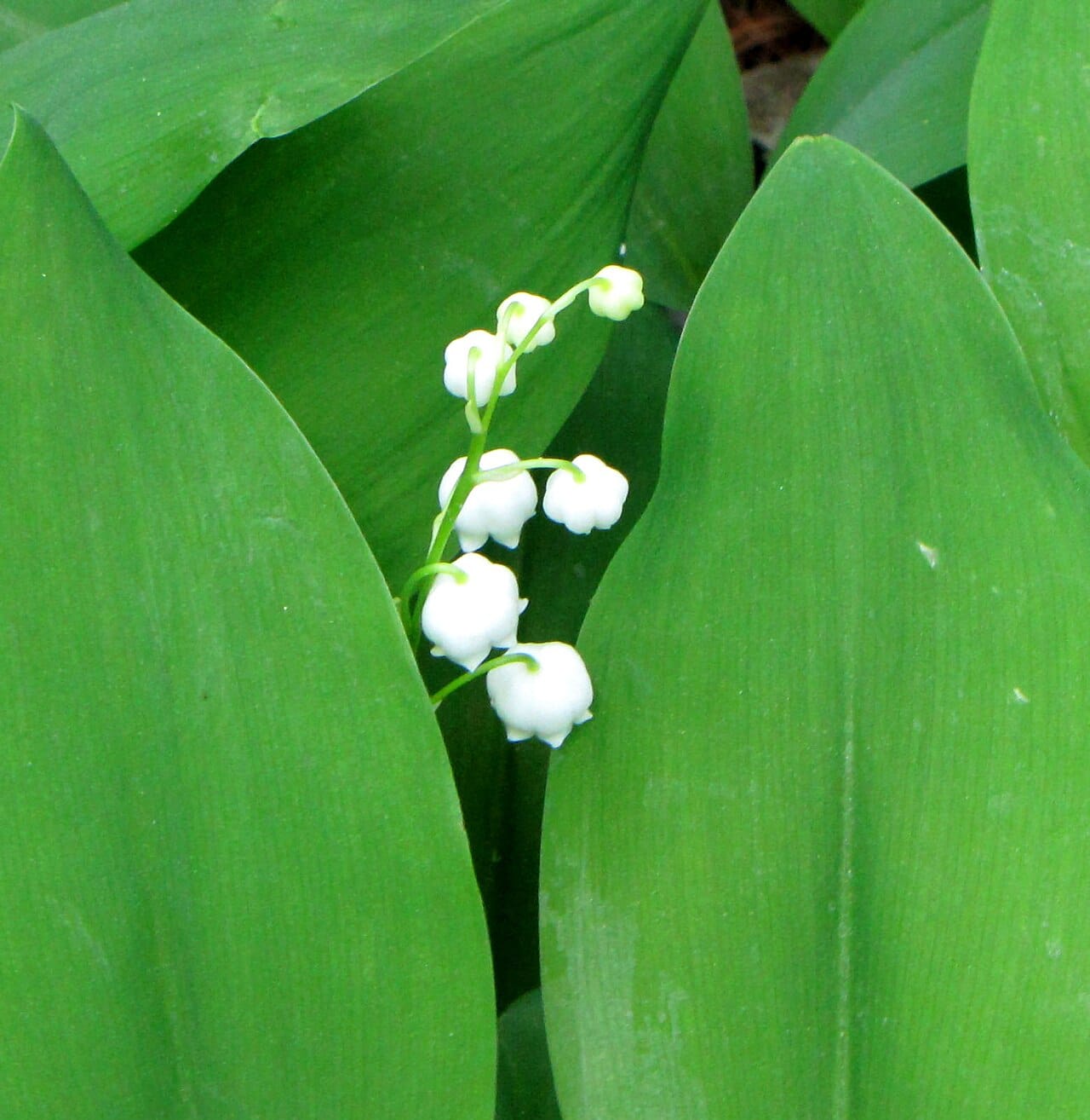 Lily of the valley growing with broad green leaves and hanging white bell-shaped flowers