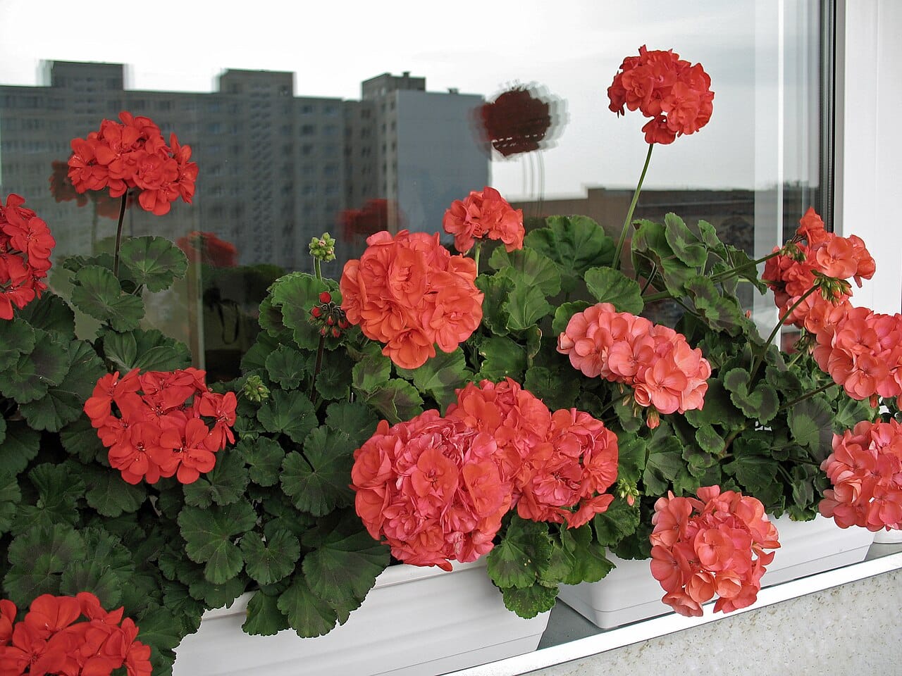 Flowering zonal geraniums growing in containers on a balcony
