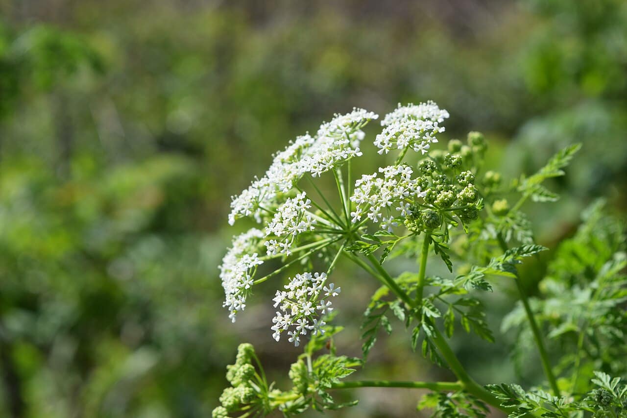 Poison hemlock with fernlike leaves and rounded clusters of small white flowers