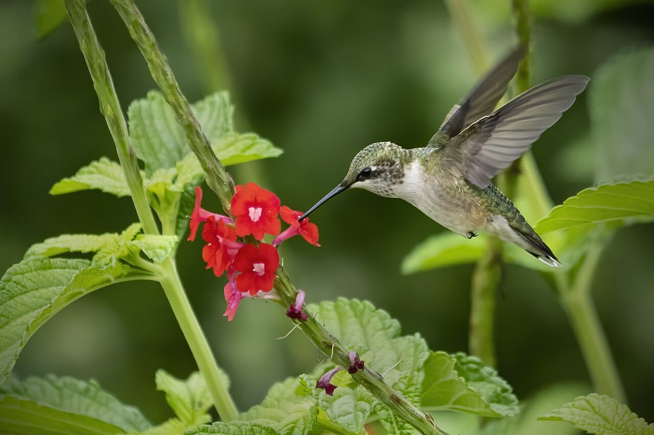 Ruby-throated hummingbird hovering beside small red flowers.