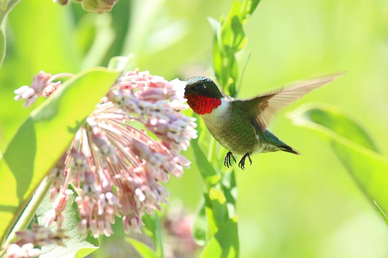 Male ruby-throated hummingbird visiting pink common milkweed flowers.