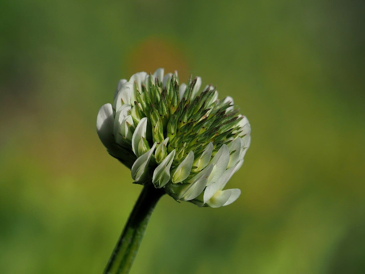 Close view of a white clover flower head beginning to open against a soft green background