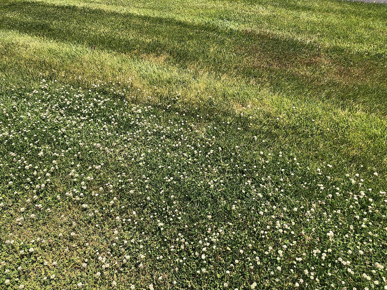 A flowering clover lawn beside a more uniform grass lawn that has been treated with herbicide