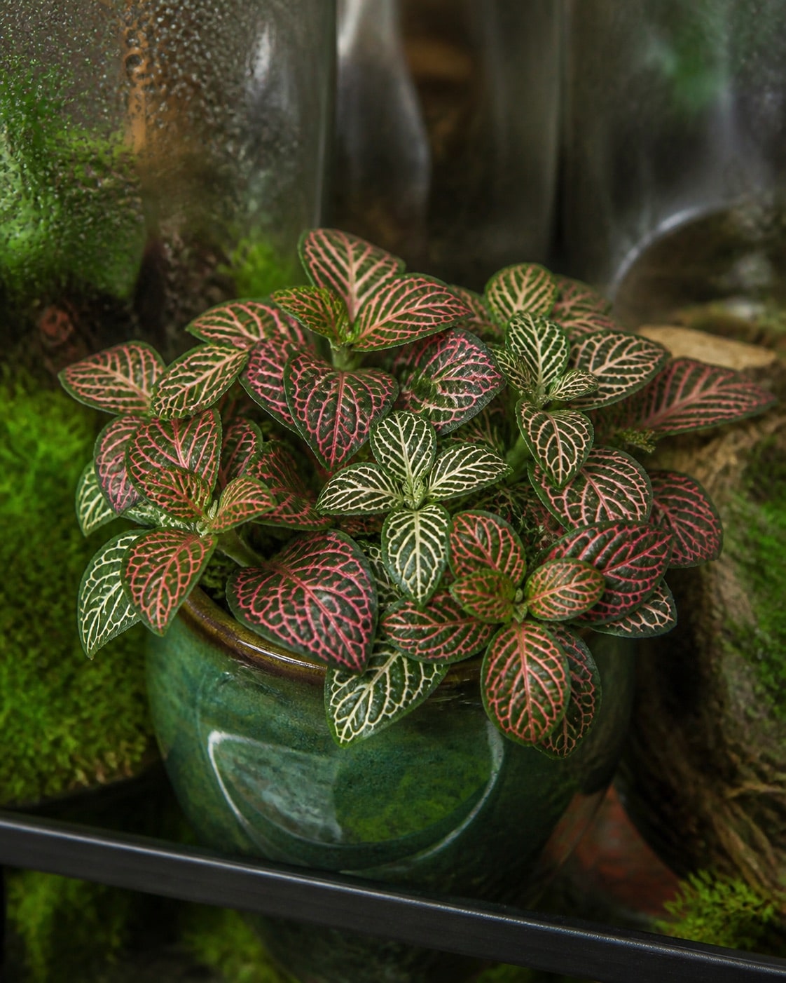 Fittonia nerve plant with pink veins