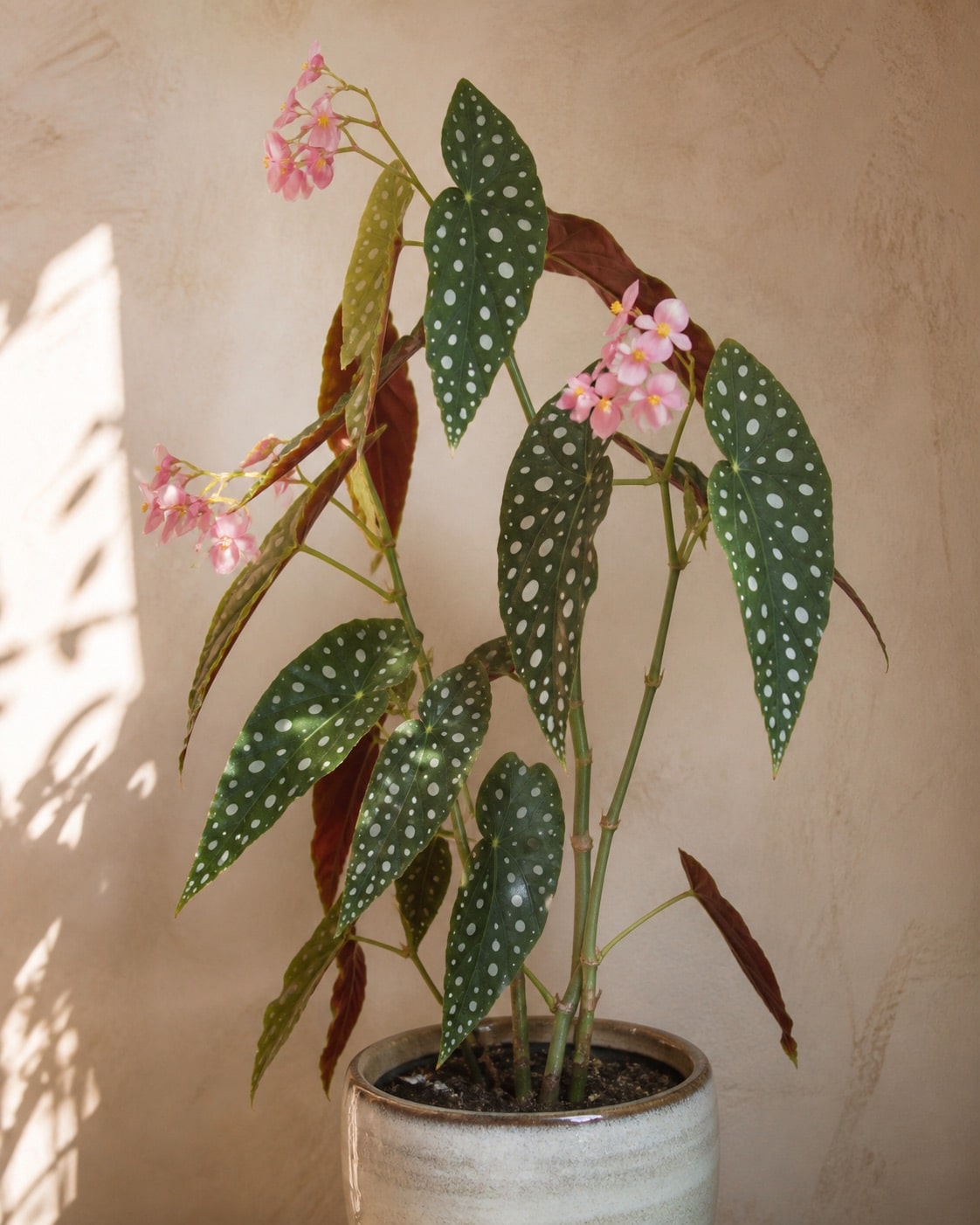 Polka dot begonia with pink flowers