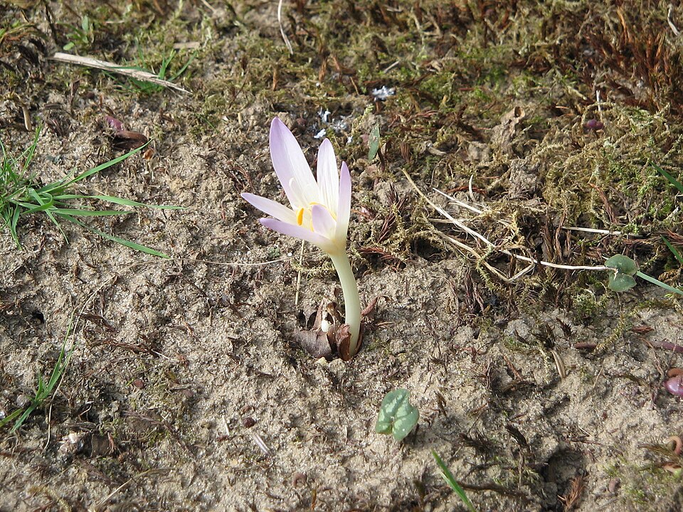 Single pale pink autumn crocus flower emerging from bare soil