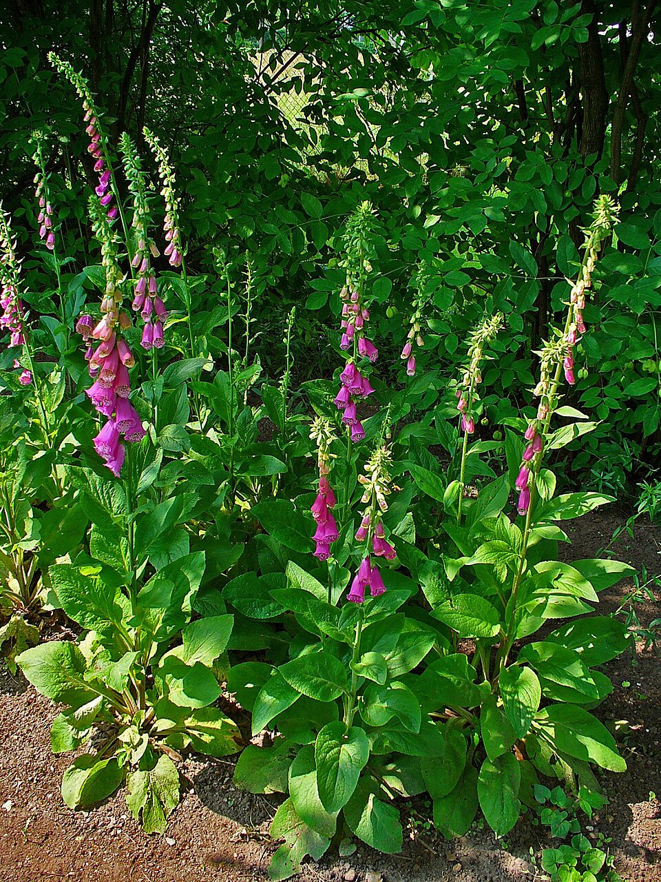 Mature foxglove plants with tall spikes of spotted pink bell-shaped flowers