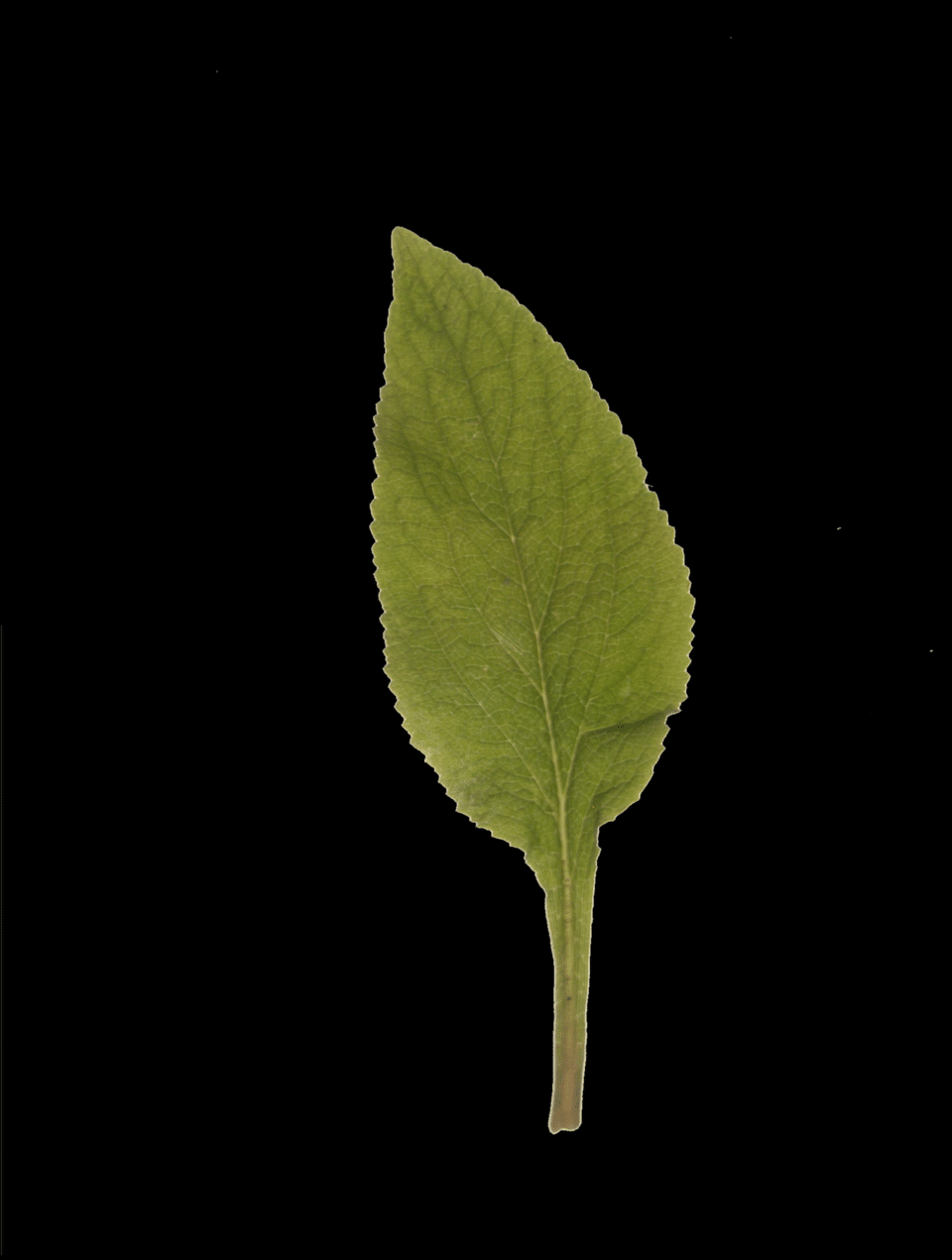 Single wrinkled foxglove leaf with toothed edges displayed against a dark background