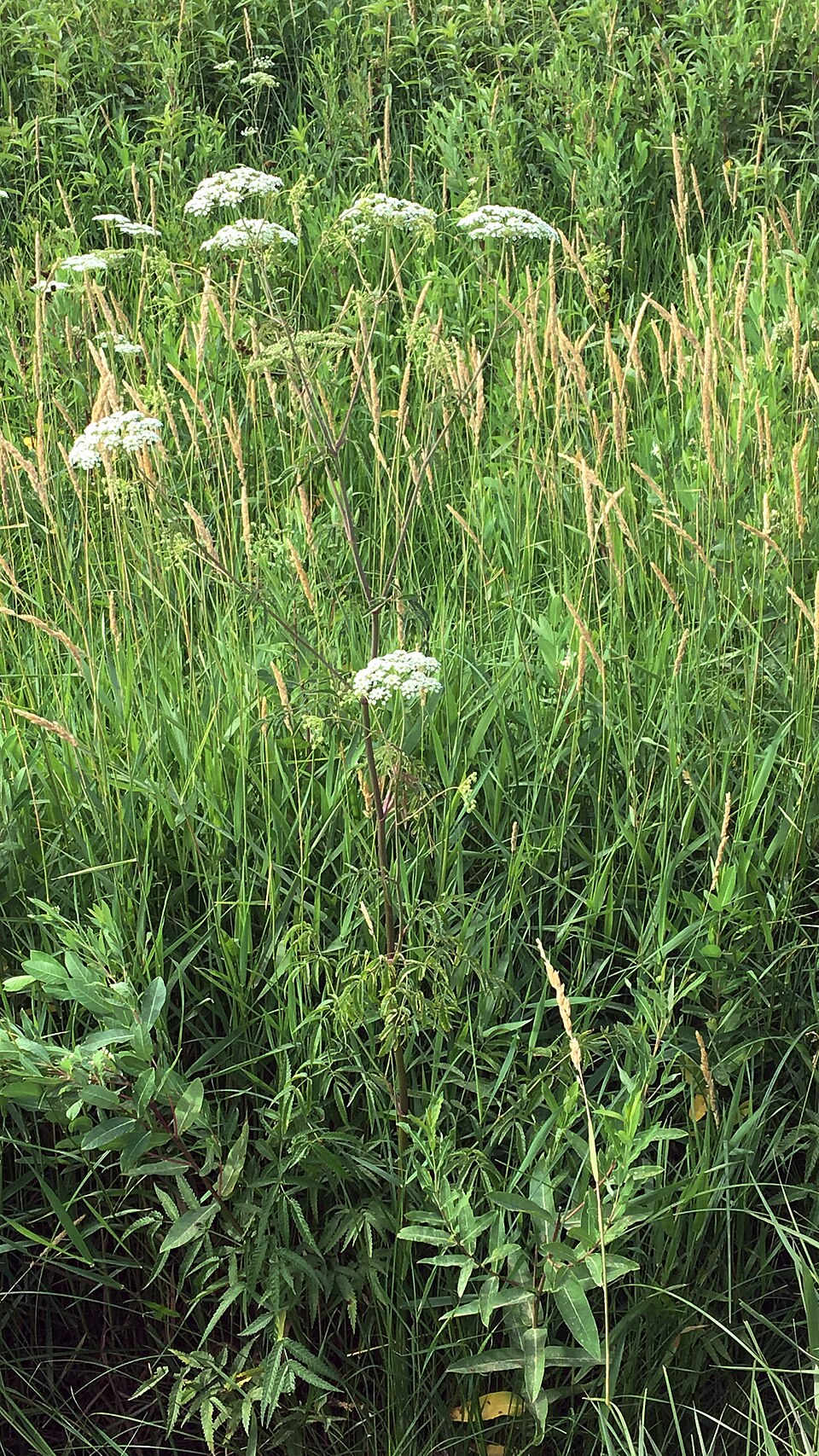 Tall water hemlock growing in a wet grassy area with white flower clusters