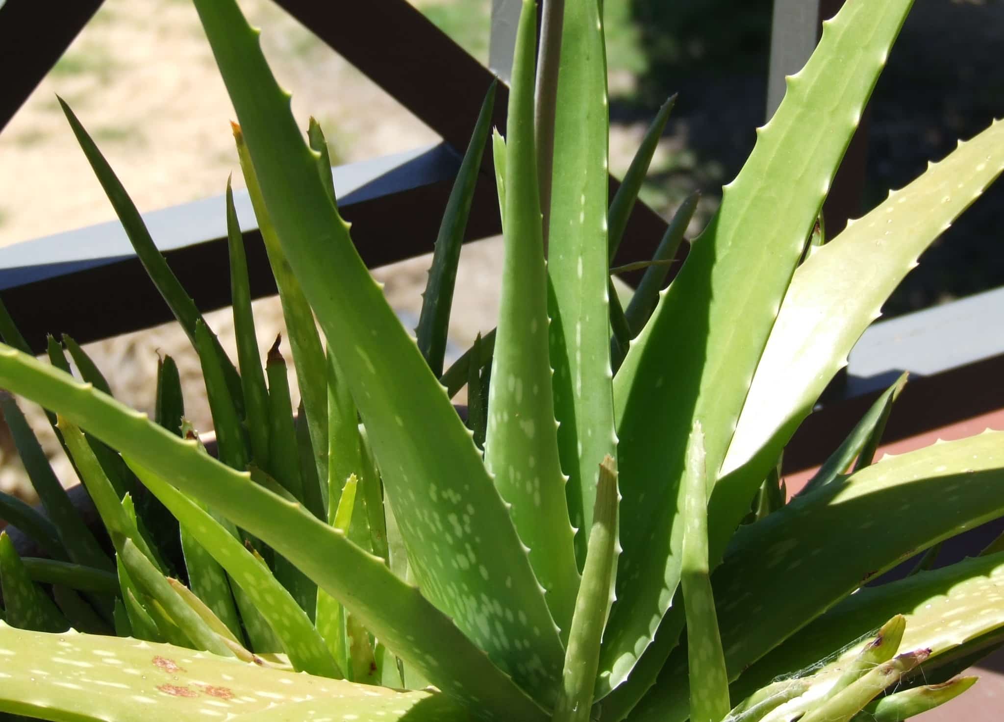 A mature aloe vera plant with thick, pointed green leaves
