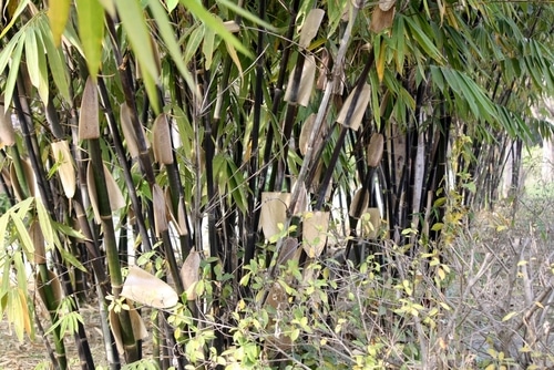 Tall bamboo canes growing together in a dense outdoor stand
