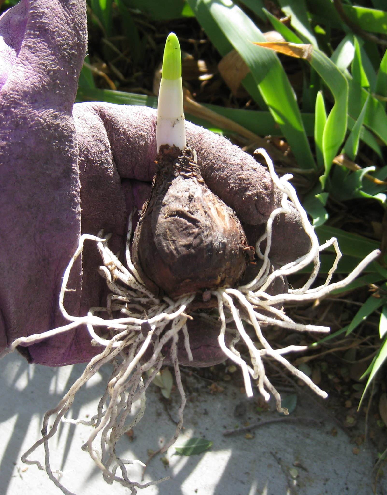 A gloved hand holding a daffodil bulb with roots and a green shoot