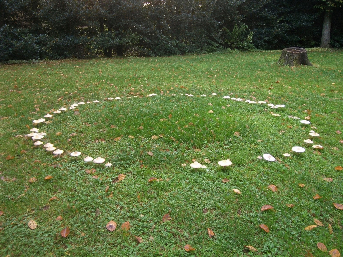 Fairy ring of white mushrooms in a residential lawn