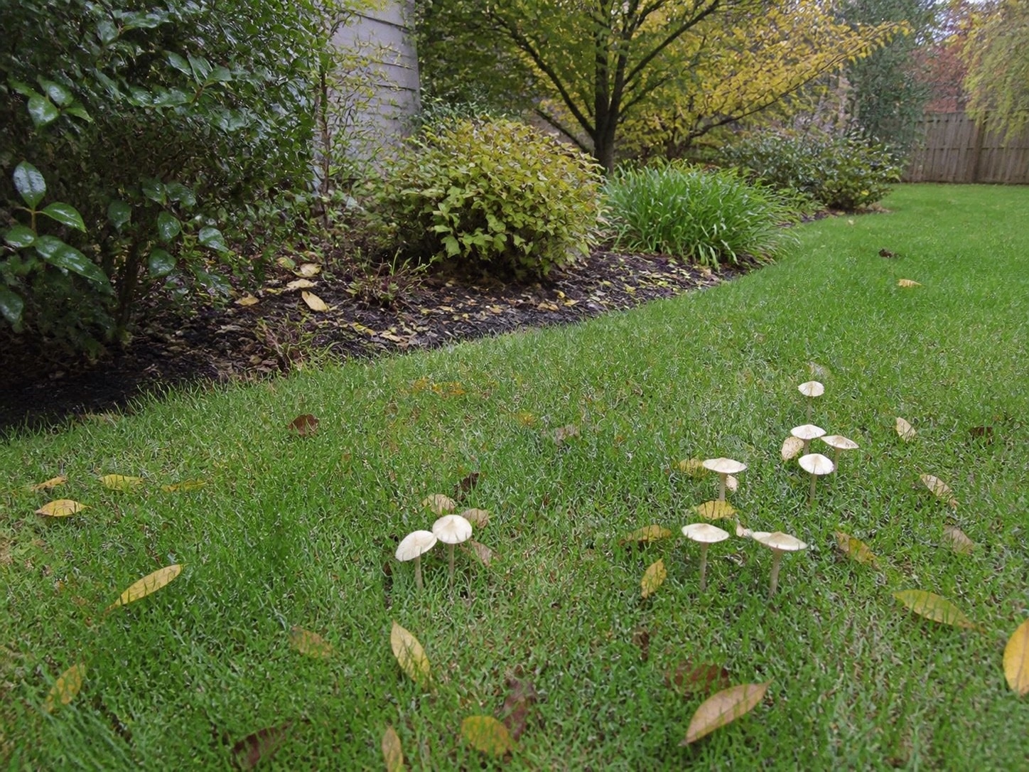 White mushrooms in a tidy backyard lawn during early autumn
