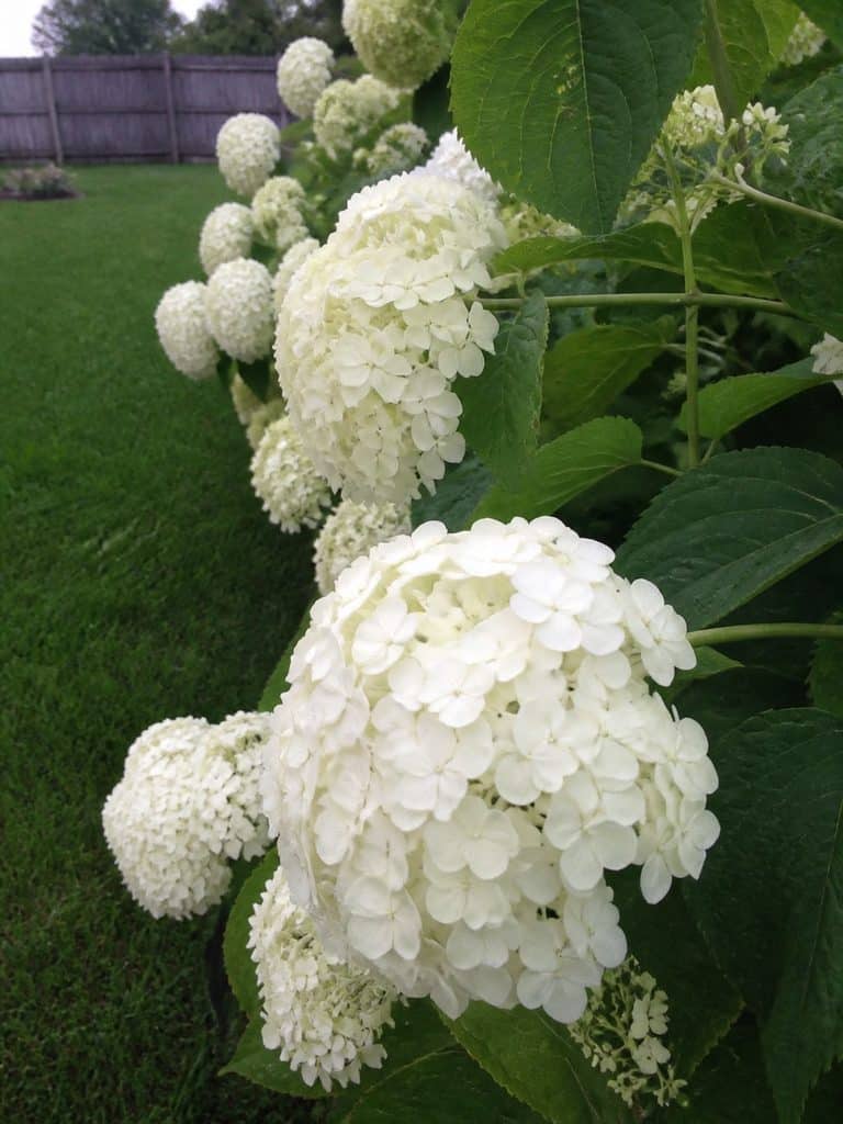 White hydrangea blooms growing in a backyard garden