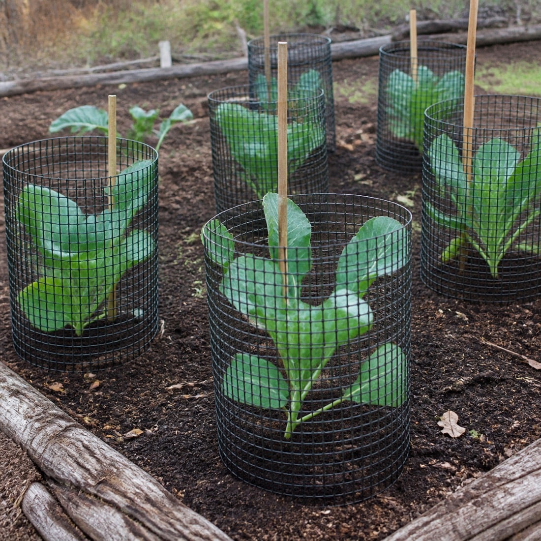 Protective wire cages around garden plants