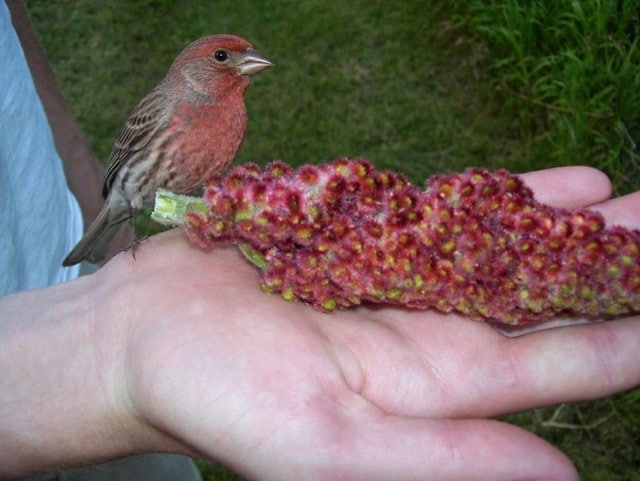 Bird perched beside a cluster of sumac fruit