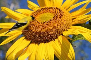 Bird feeding on a mature sunflower seed head