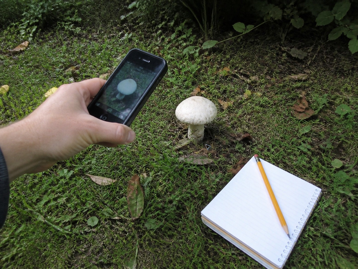 Gardener photographing an unidentified white mushroom for expert identification