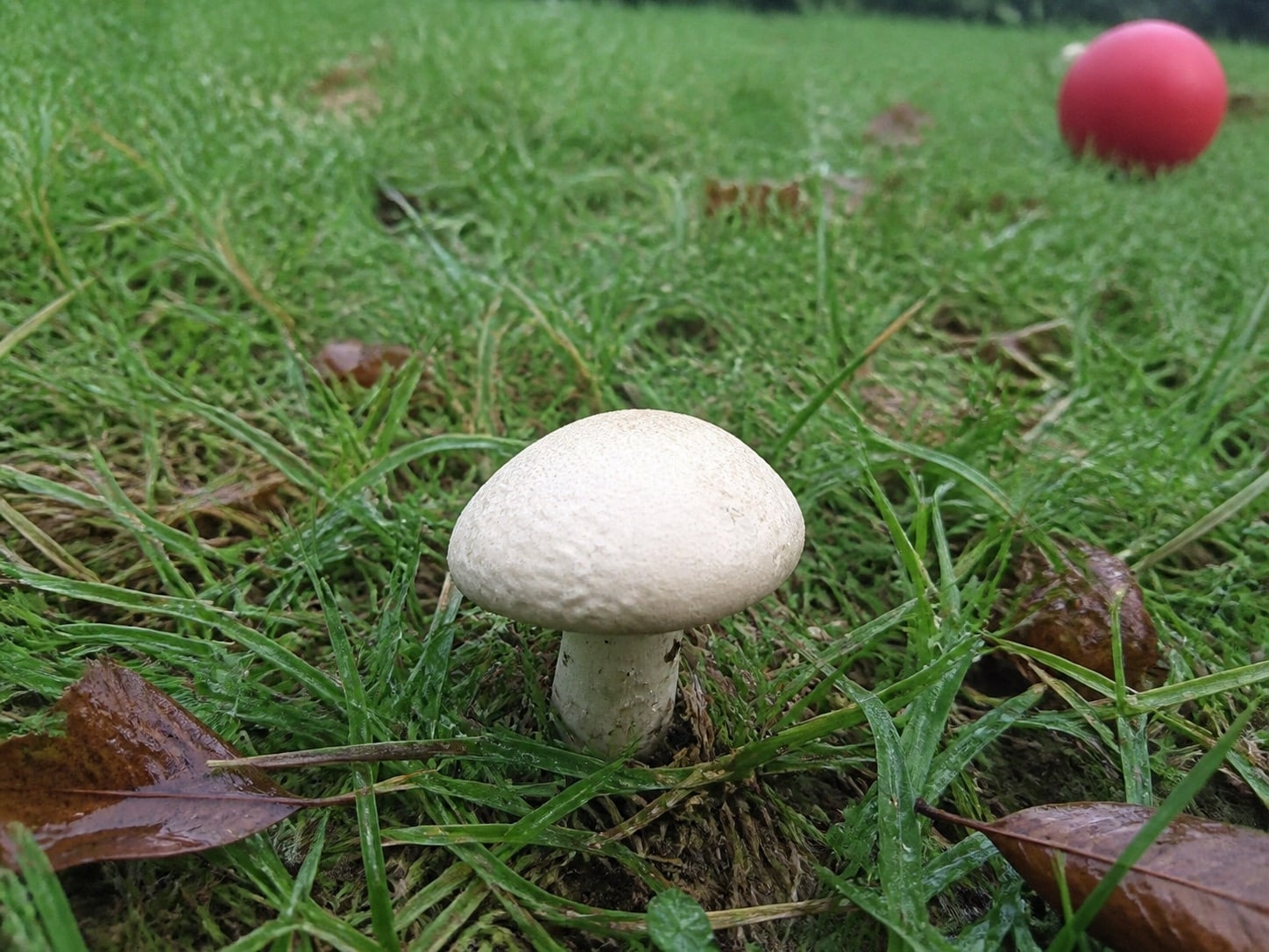 Unidentified white mushroom growing in a backyard lawn