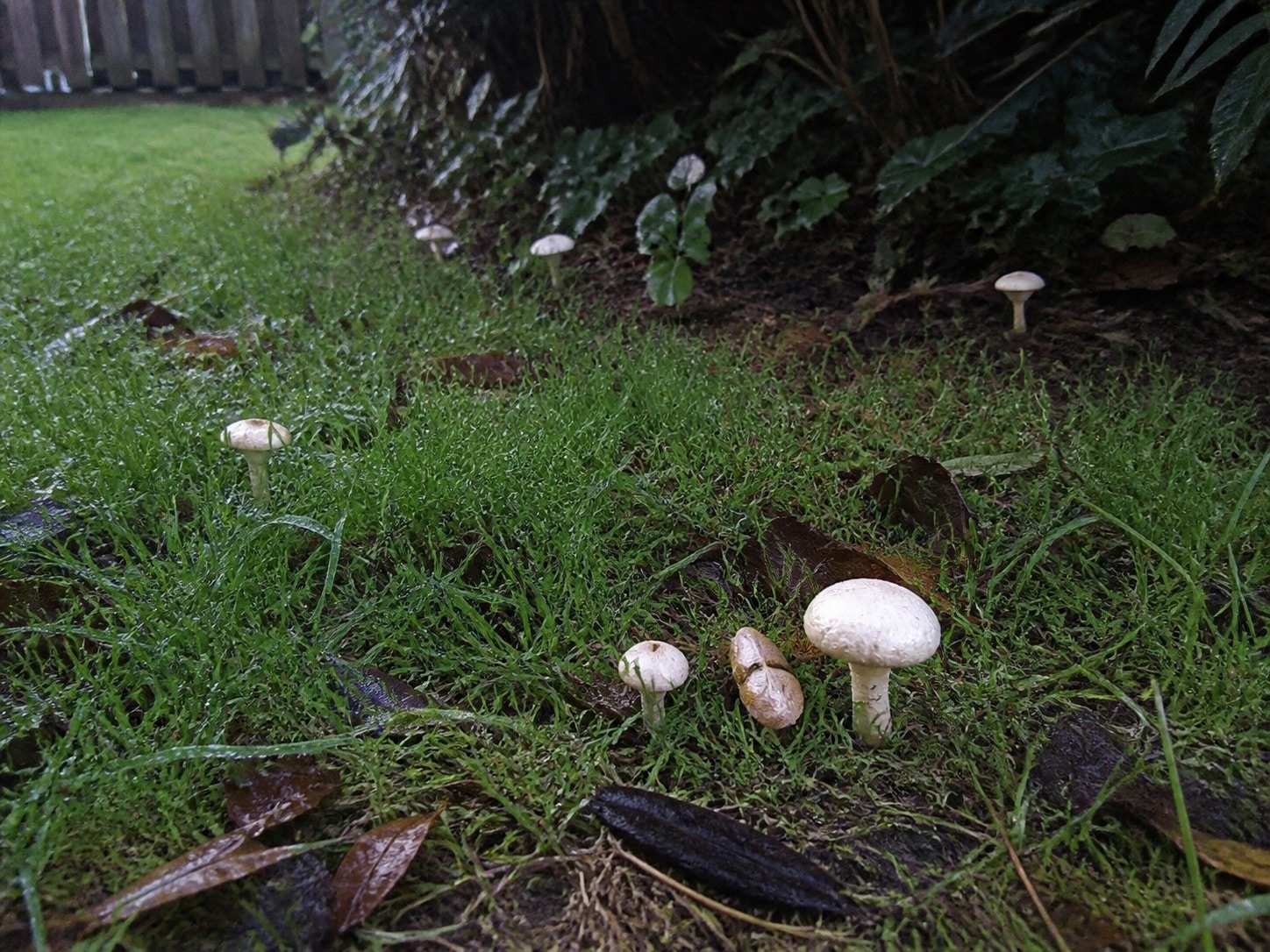 White mushrooms appearing in damp grass after rain