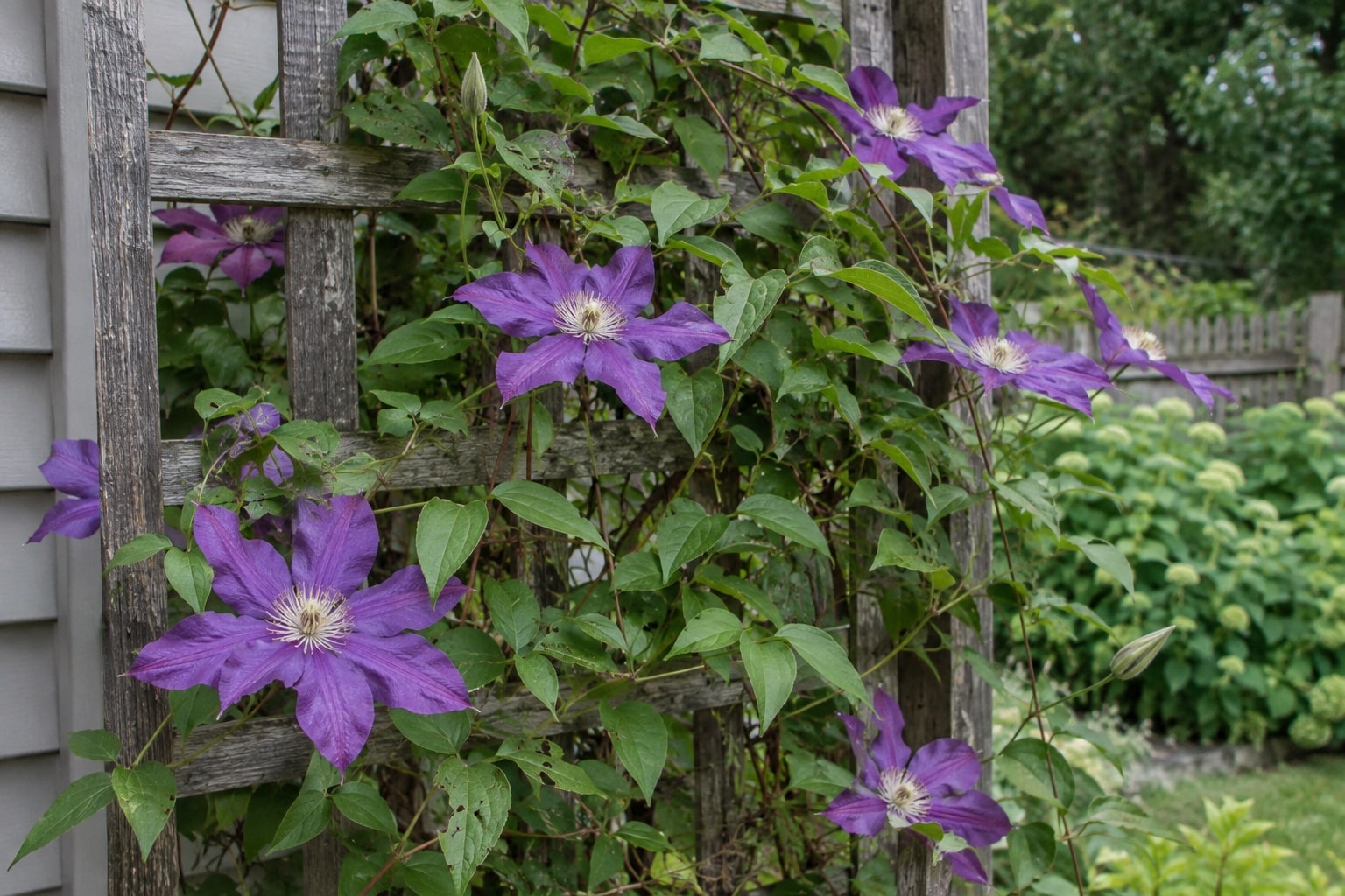 Purple clematis flowers and leafy vines climbing a weathered wooden trellis (AI-generated illustration).