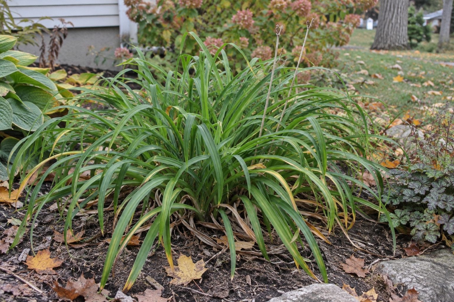 A daylily clump with arching green leaves, a few yellow leaves, and dry flower stalks in an autumn border (AI-generated illustration).