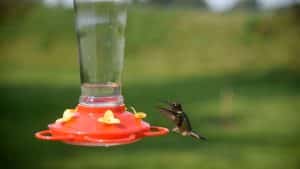Male ruby-throated hummingbird approaching a red feeder during fall migration