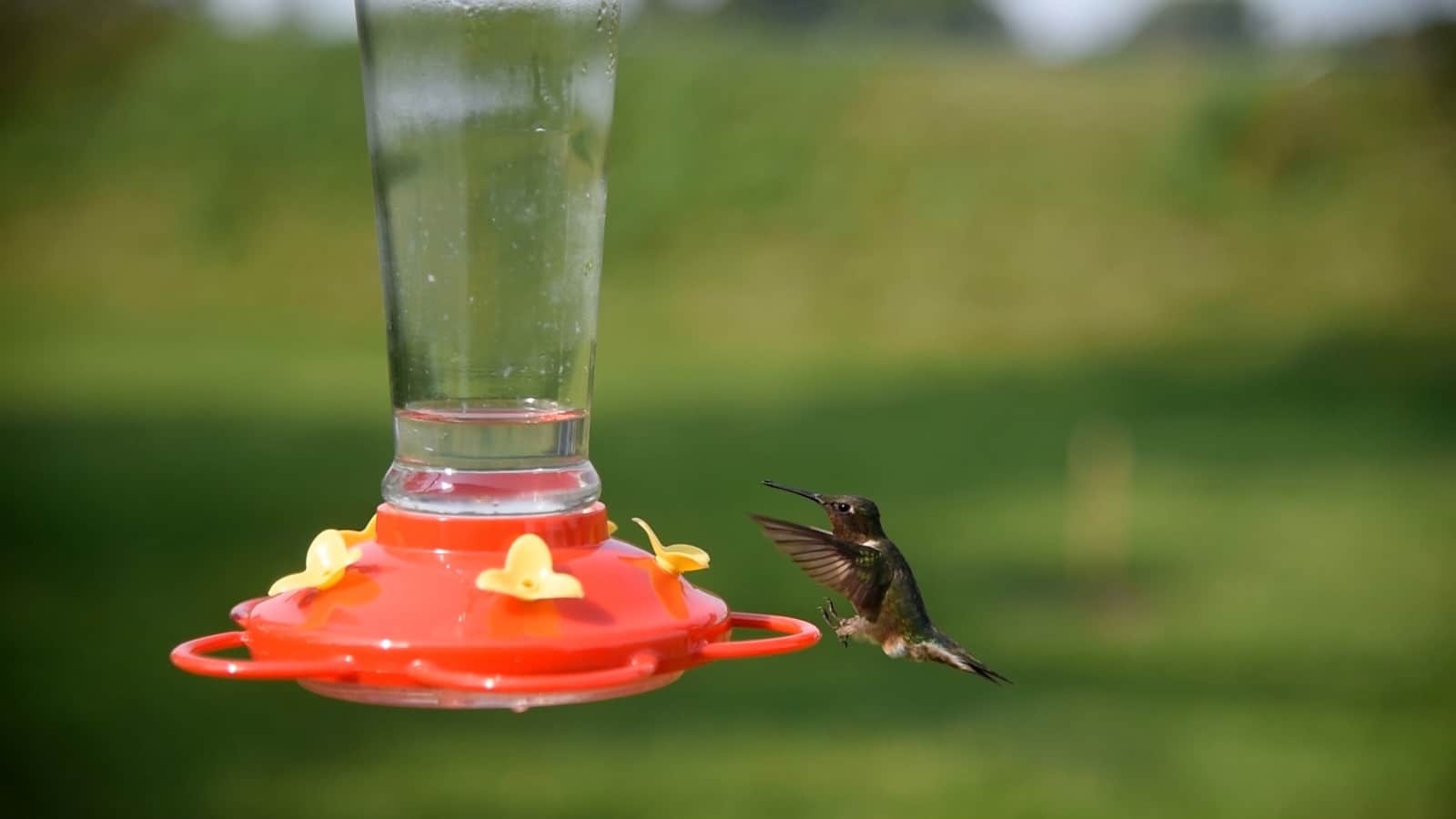 Ruby-throated hummingbird hovering beside a hanging red nectar feeder