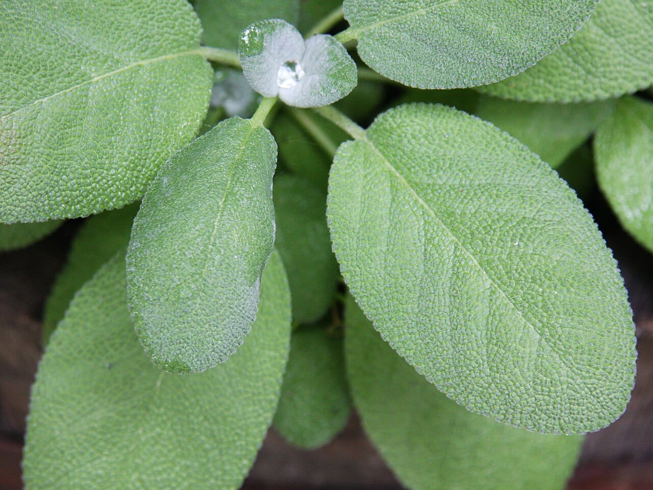 Fresh garden sage leaves growing on the plant