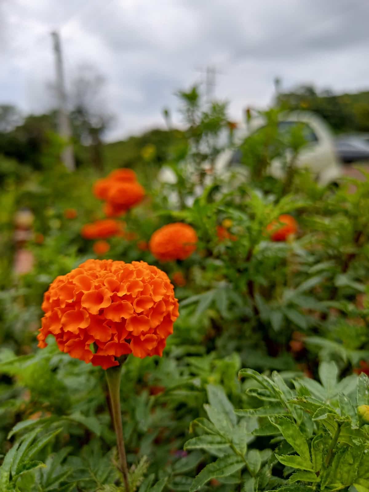 Large orange African marigold flower growing in a garden
