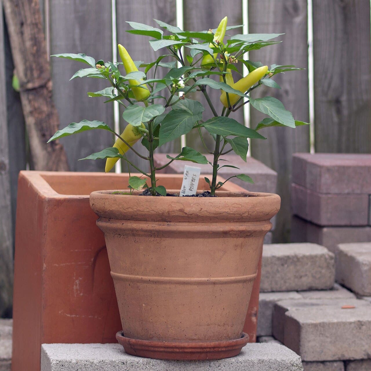 A Hungarian wax pepper plant growing in a container