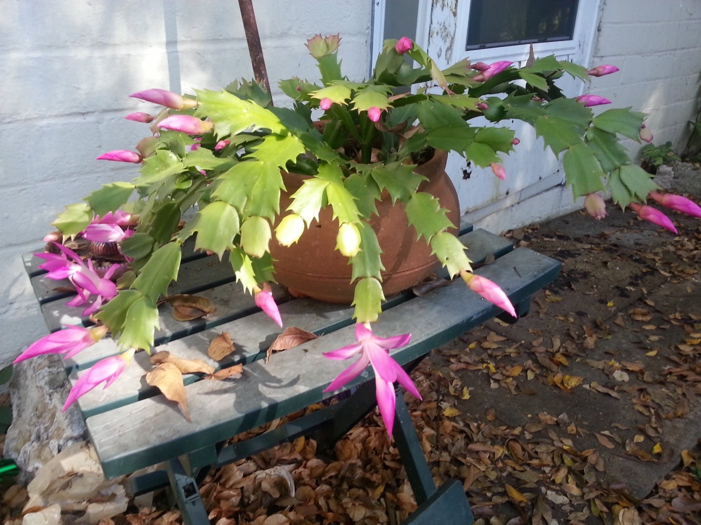 Schlumbergera blooming during the holiday season