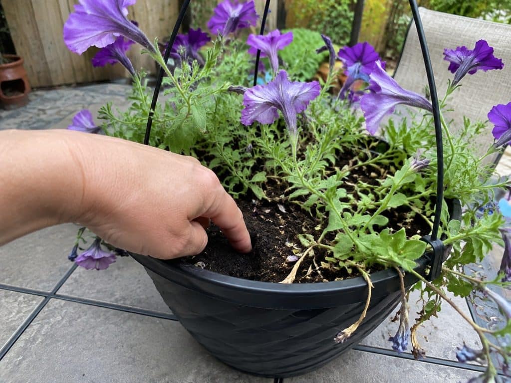 Gardener checking moisture one inch below the soil surface in a purple petunia basket