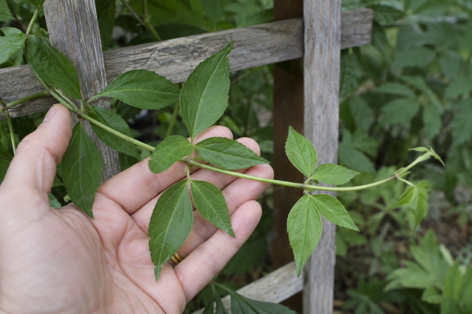 A hand supporting a non-flowering clematis shoot with visible leaf joints (AI-generated illustration).