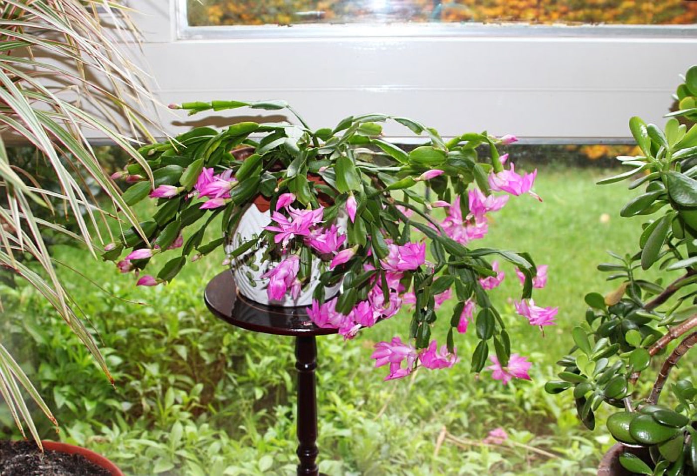Christmas cactus growing beside a bright window