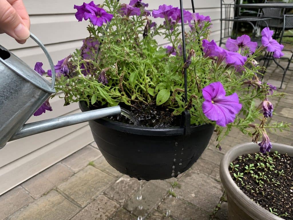 Watering a purple petunia hanging basket until water drains from the bottom