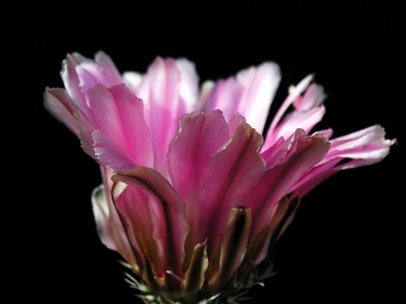 Cactus kept in a dark room for its nighttime rest